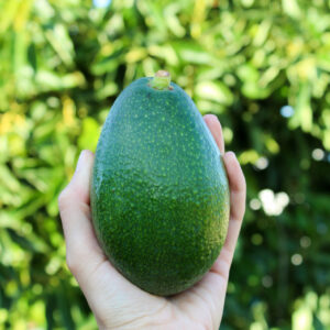 Aguacate Bacon Valenciano 4 kg