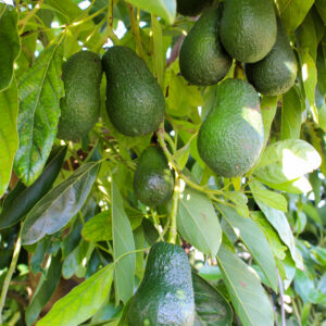 Aguacate Lamb Hass de Valencia