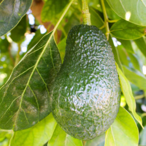 Aguacate Lamb Hass de Valencia