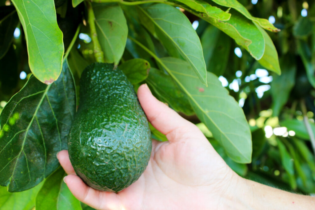 Madurar aguacates de forma natural