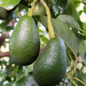 Aguacate Fuerte Valenciano 4 kg