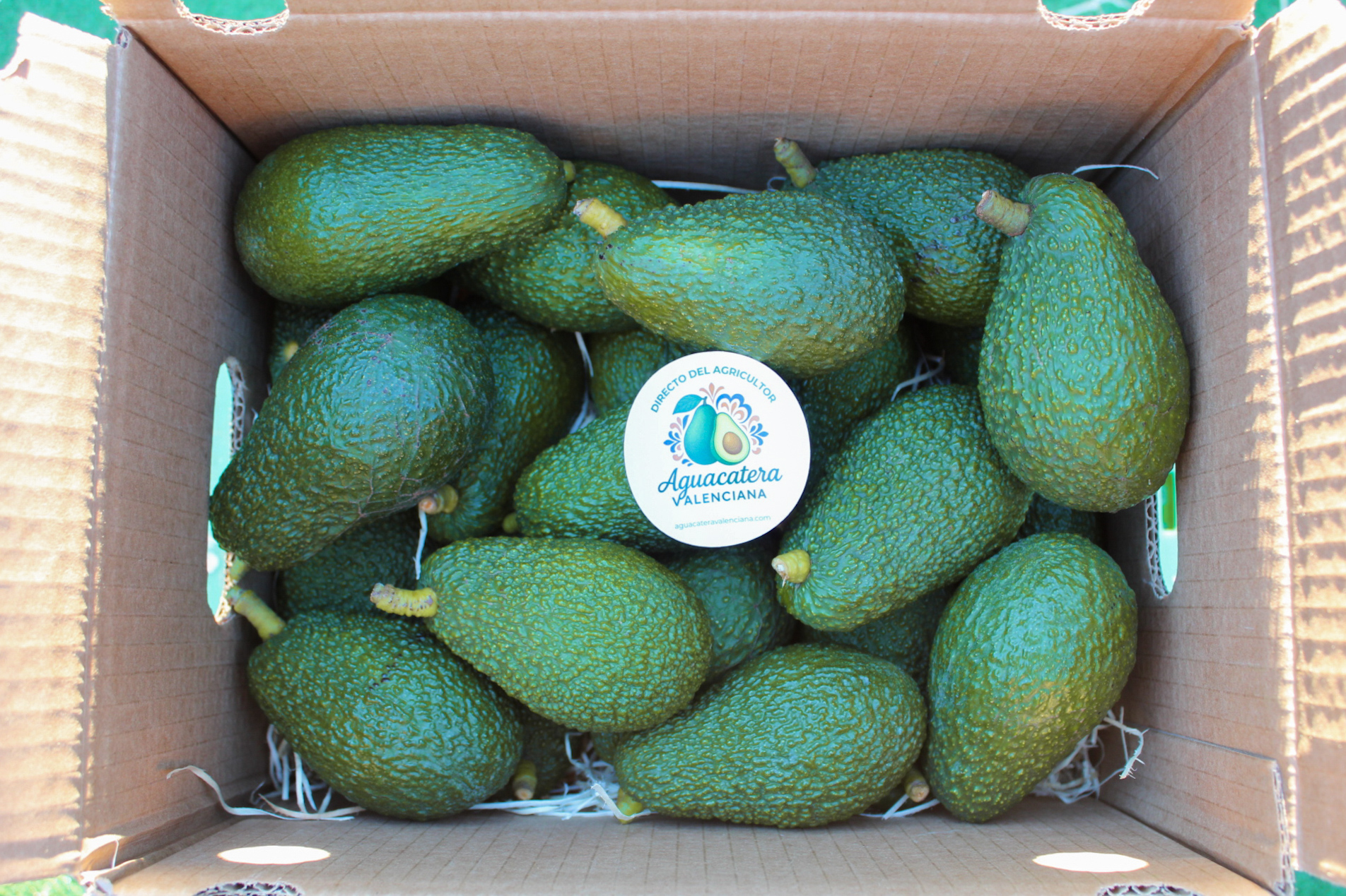 Aguacate Hass de Valencia