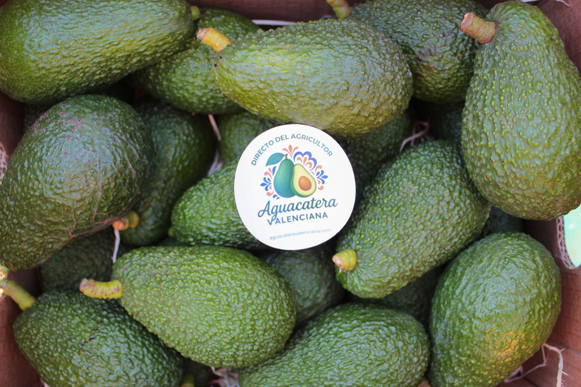 Aguacate Hass de Valencia - Imagen 2