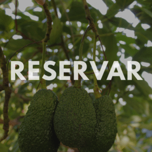 Aguacate Hass de Valencia