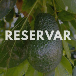 Aguacate Lamb Hass de Valencia