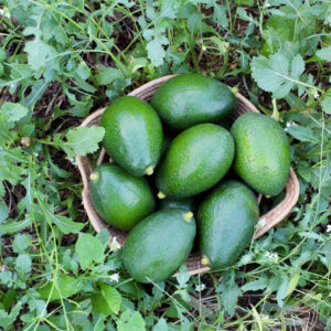 Aguacate Bacon de Valencia